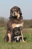 DOGUE DU TIBET 572